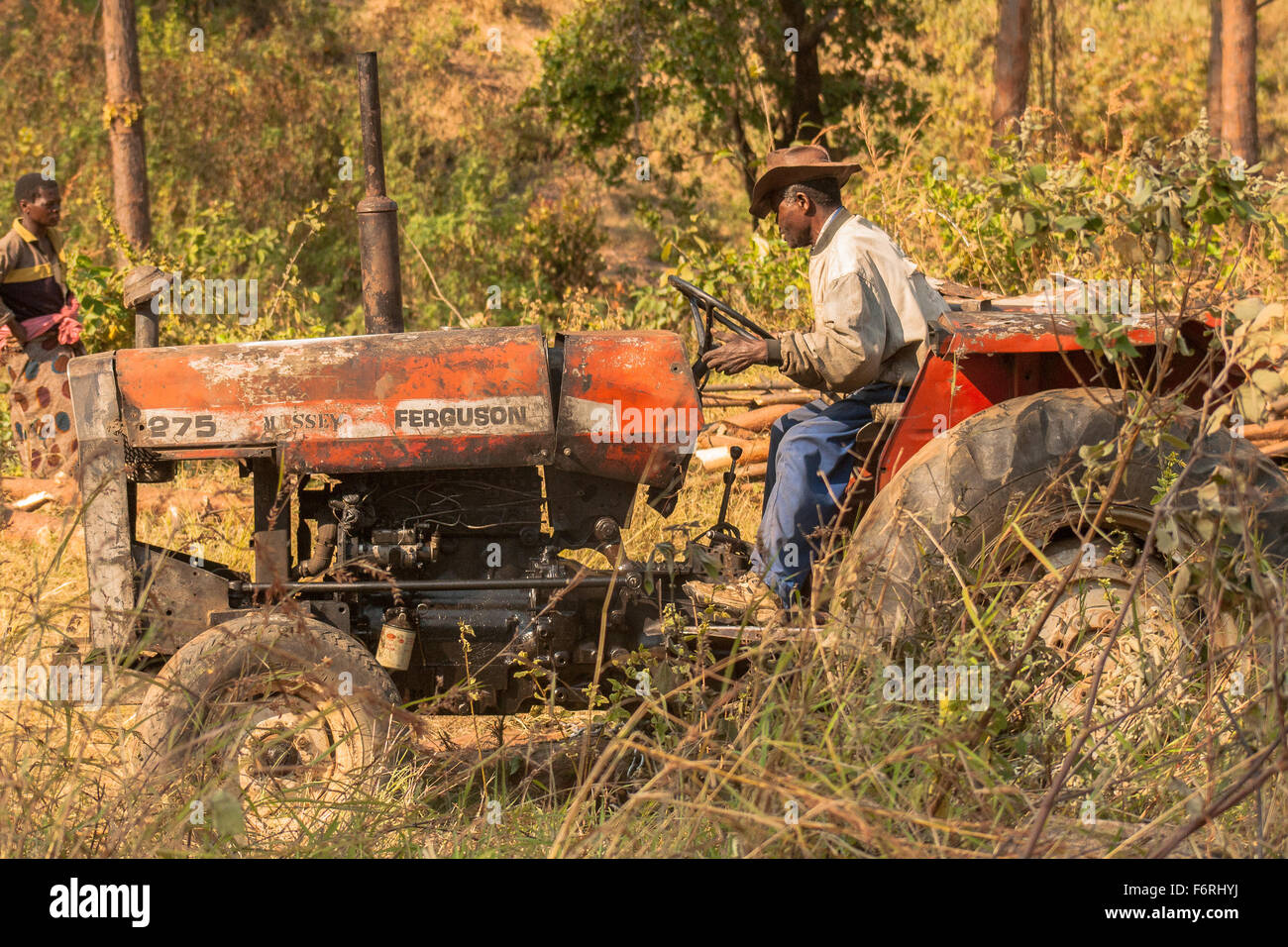 A very old Massey Ferguson tractor in use pulling tree trunks, by a driver wearing old hat, Dedza, Malawi, Africa Stock Photo