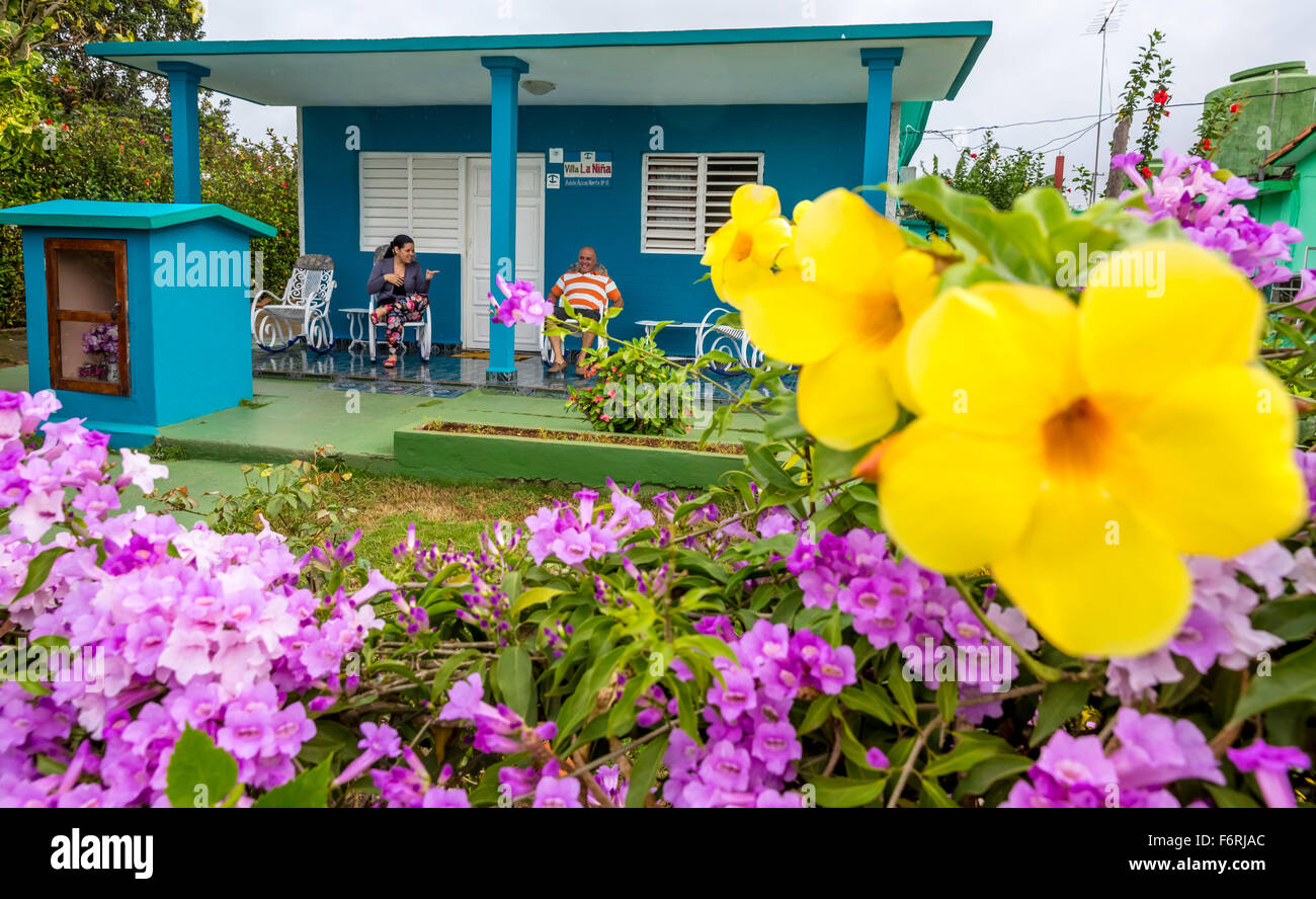 Gold trumpet (Allamanda cathartica) with Casa Particular, the private accommodation Cuba, pink Skinner Kapuzenorchidee (Cattleya Stock Photo