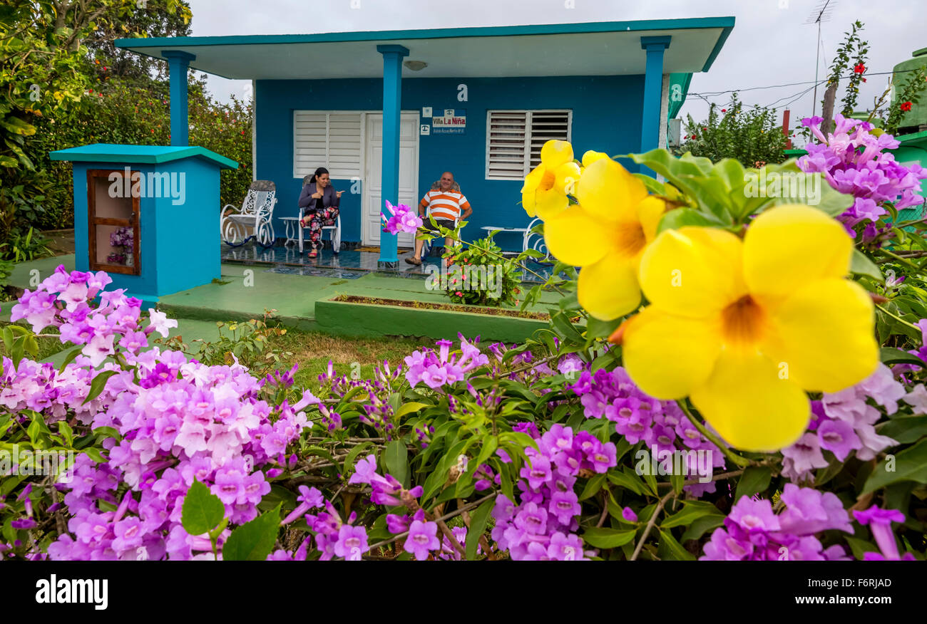 Gold trumpet (Allamanda cathartica) with Casa Particular, the private accommodation Cuba, pink Skinner Kapuzenorchidee Stock Photo