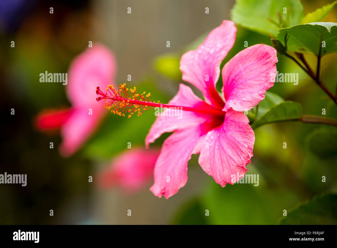 Pink Hibiscus (Hibiscus clayi), Hibiscus, Hibiscus flower, Viñales ...