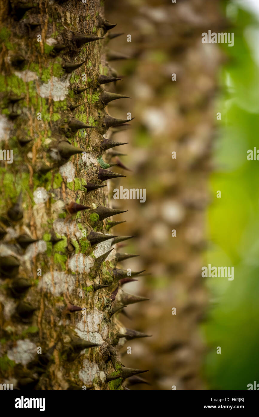 Ceiba speciosa (Ceiba speciosa), tree thorn, thorns, Viñales, Cuba, Pinar del Río, Cuba Stock Photo