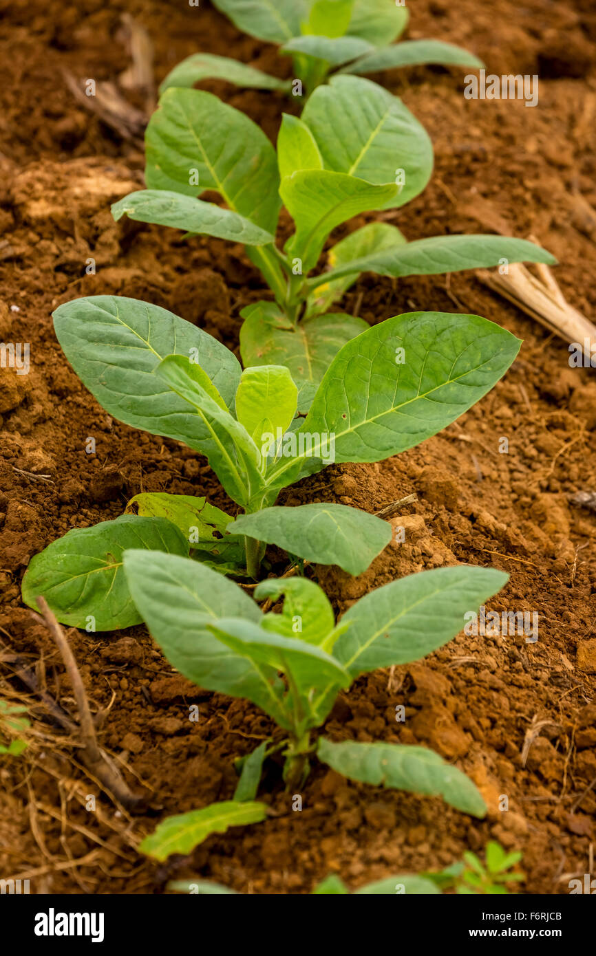 Tobacco (Nicotiana), tobacco plants, brown loam, tobacco field, Vinales, Cuba, Pinar del Río, Cuba Stock Photo