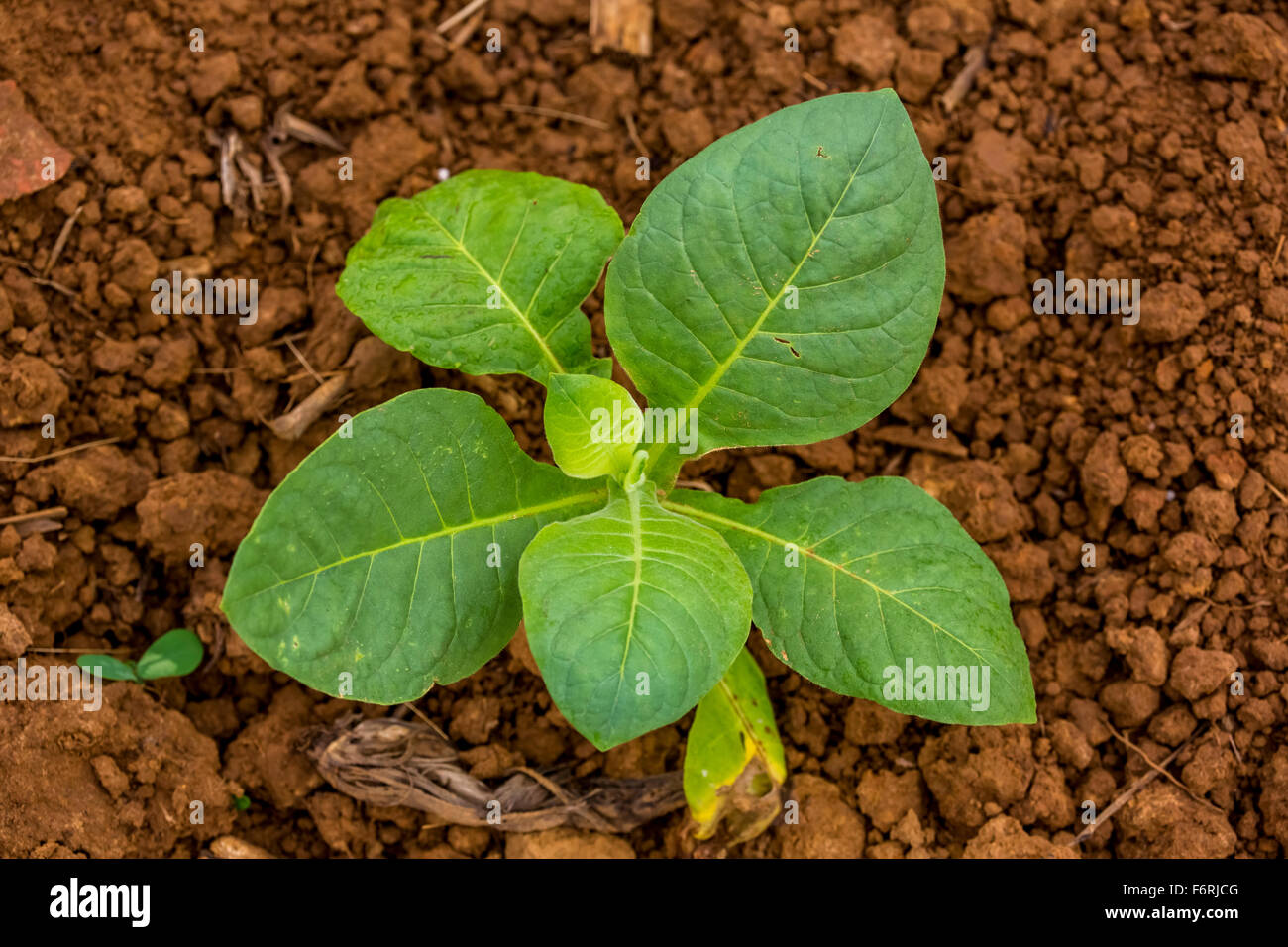 Tobacco (Nicotiana), tobacco plants, brown loam, tobacco field, Vinales, Cuba, Pinar del Río, Cuba Stock Photo