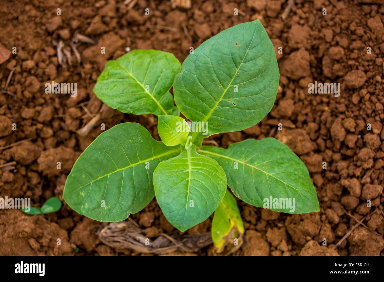 Tobacco (Nicotiana), tobacco plants, brown loam, tobacco field, Vinales, Cuba, Pinar del Río, Cuba Stock Photo