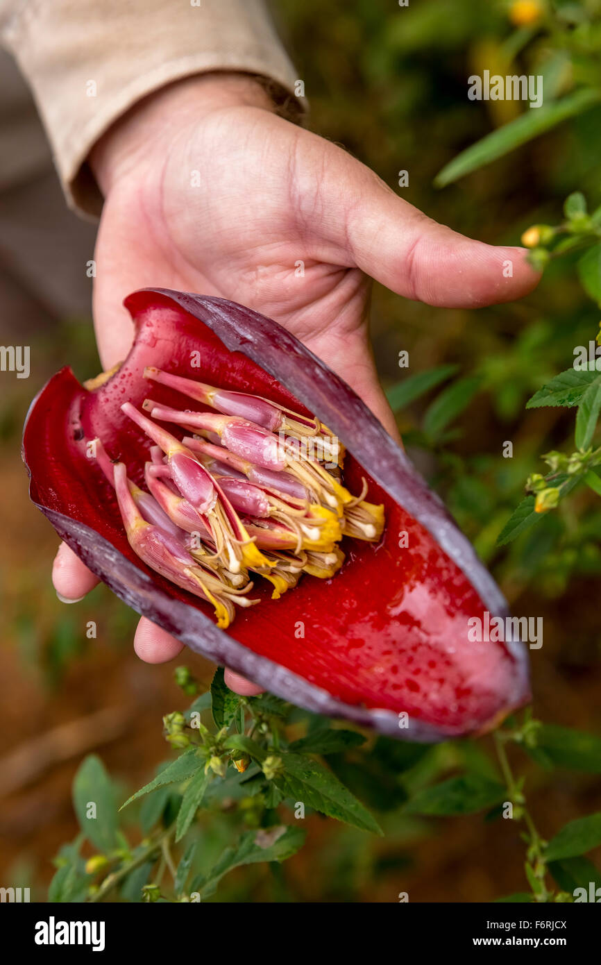Banana flower hires stock photography and images Alamy