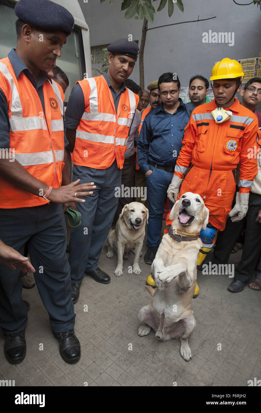 Kolkata, Indian state West Bengal. 19th Nov, 2015. Indian security personnel demonstrate how to instruct sniffer dogs during a mock drill on earthquake emergency at a government building in Kolkata, capital of eastern Indian state West Bengal, Nov. 19, 2015. National Disaster Response Force (NDRF), Civil Defence, Indian Red Cross Society and other disaster management groups took part in this exercise. Credit:  Tumpa Mondal/Xinhua/Alamy Live News Stock Photo