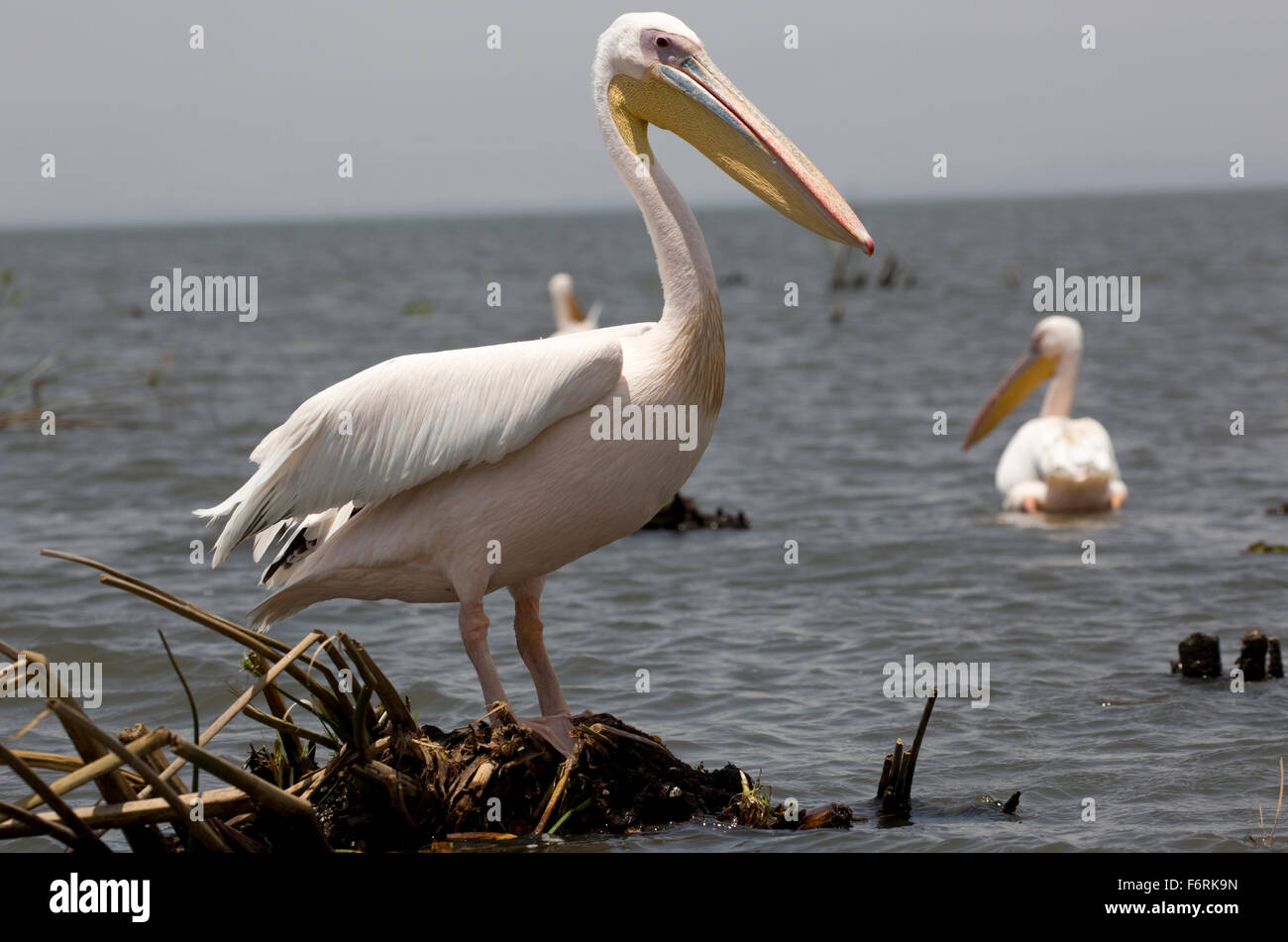 White pelicans Pelecanus onocrotalus Lake Naivasha Kenya Stock Photo