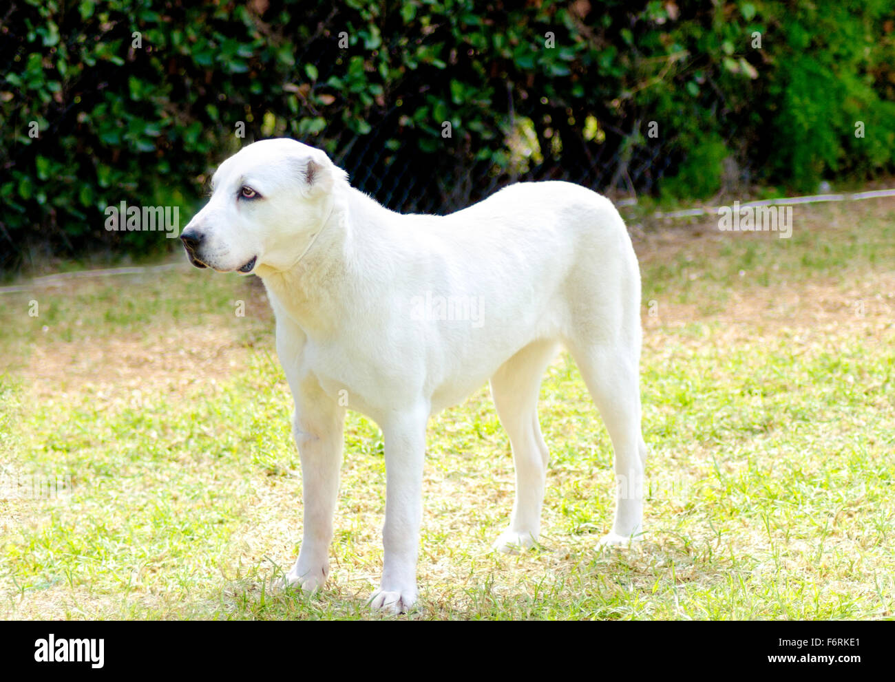 A young beautiful white Central Asian Shepherd Dog standing on the grass. The Central Asian Ovtcharka is a large robust dog, usu Stock Photo