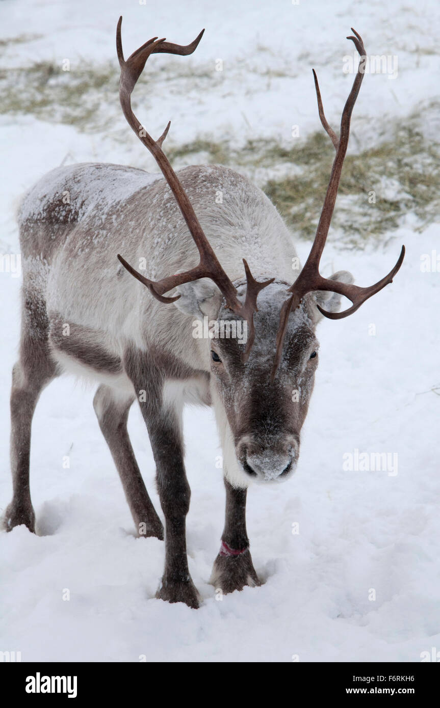 reindeer in snow Stock Photo