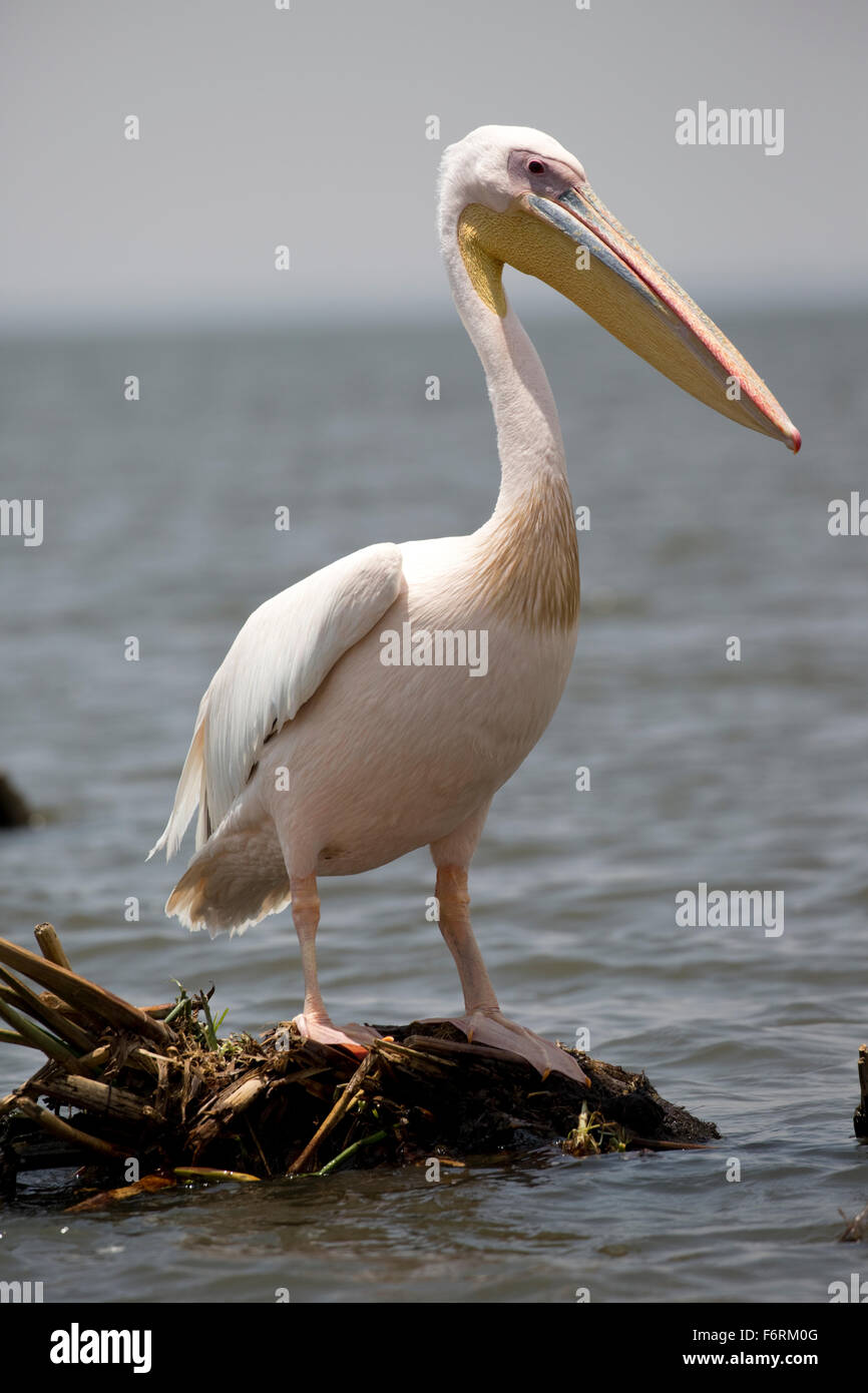 White pelican Pelecanus onocrotalus Lake Naivasha Kenya Stock Photo