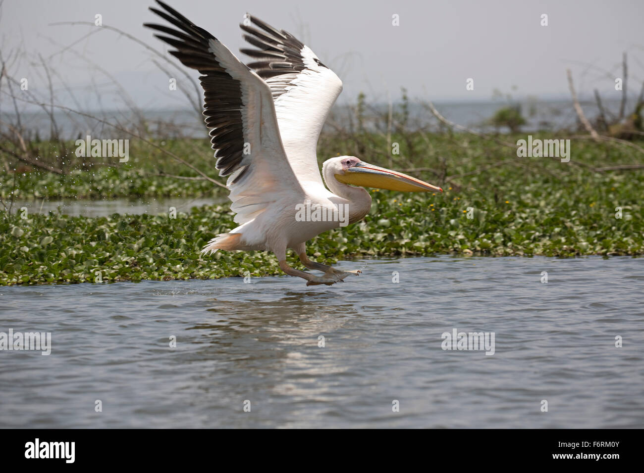 White pelican Pelecanus onocrotalus Lake Naivasha Kenya Stock Photo