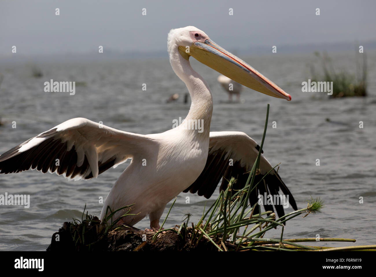 White pelican Pelecanus onocrotalus Lake Naivasha Kenya Stock Photo