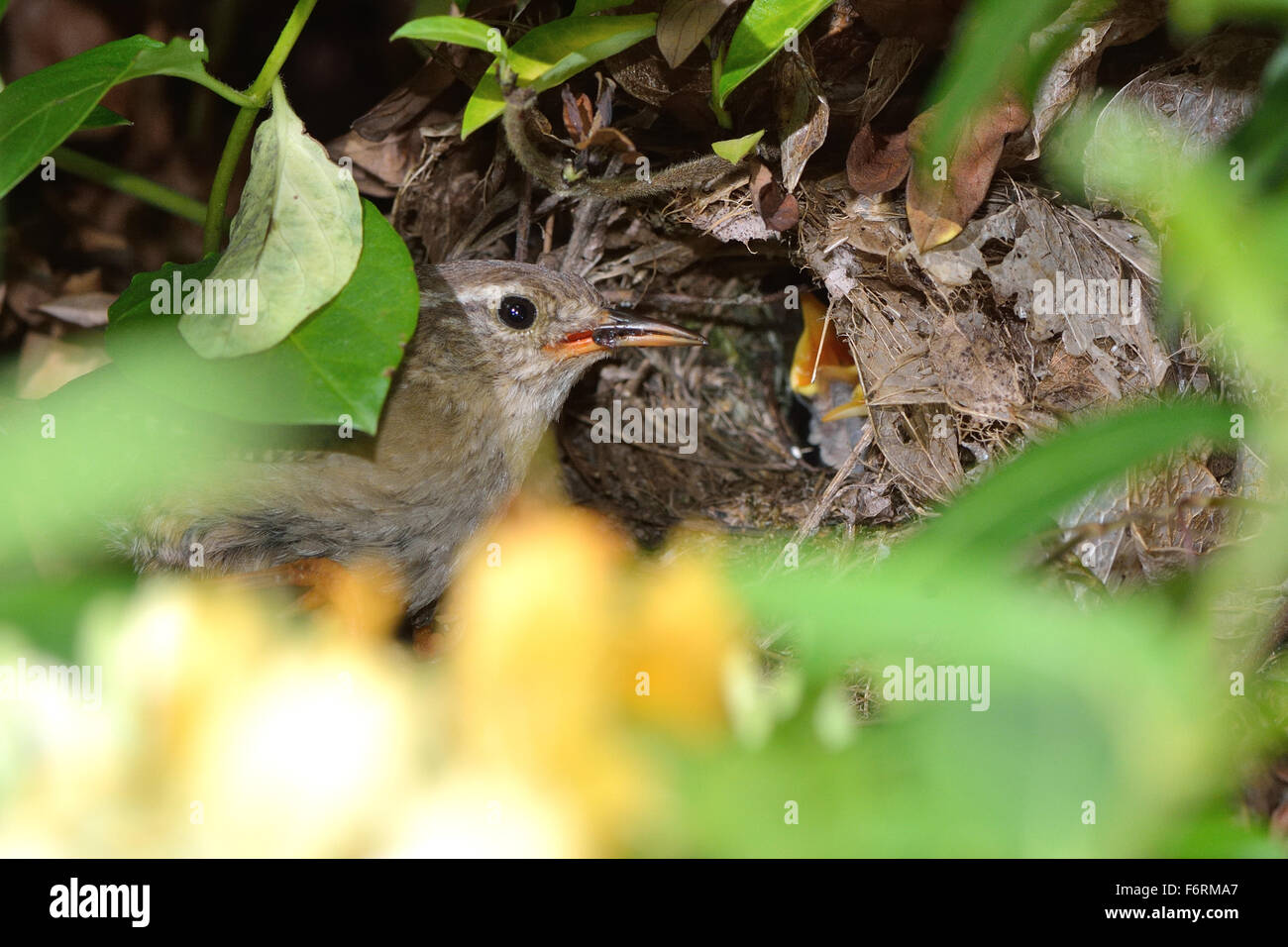 An adult wren presents food to the open mouth of a chick in the nest Stock Photo