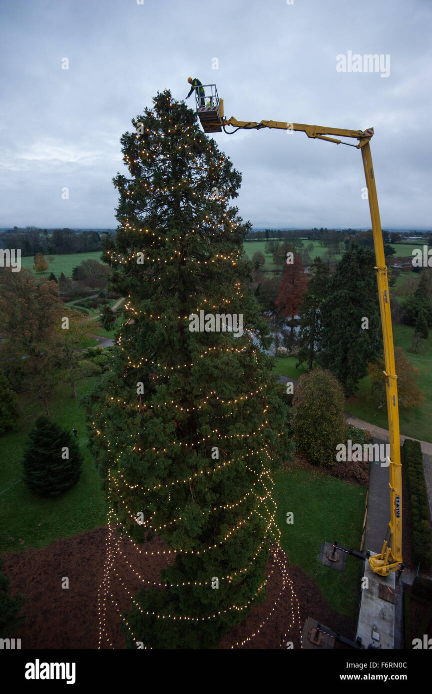 Wakehurst, UK. 19th Nov, 2015. UK’s tallest living Christmas tree is