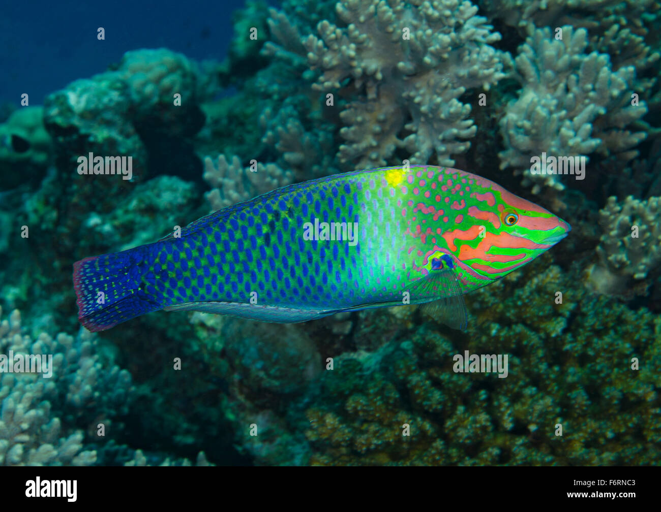 Checkerboard Wrasse, Halichoeres hortulanus, on coral reef in Hamata, Red Sea, Egypt Stock Photo