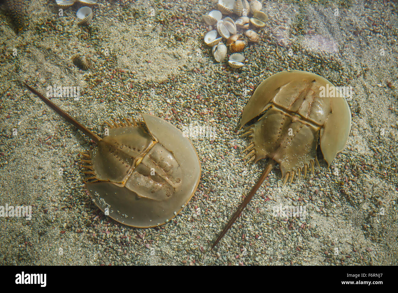 horseshoe crab Stock Photo