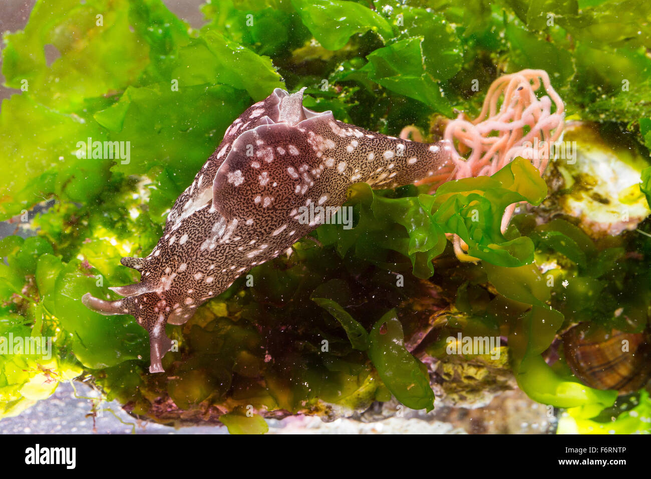 European sea hare, Sea hare, sea slug, Punktierter Seehase, Gemeiner Seehase, Aplysia punctata, marine Nacktschnecke Stock Photo