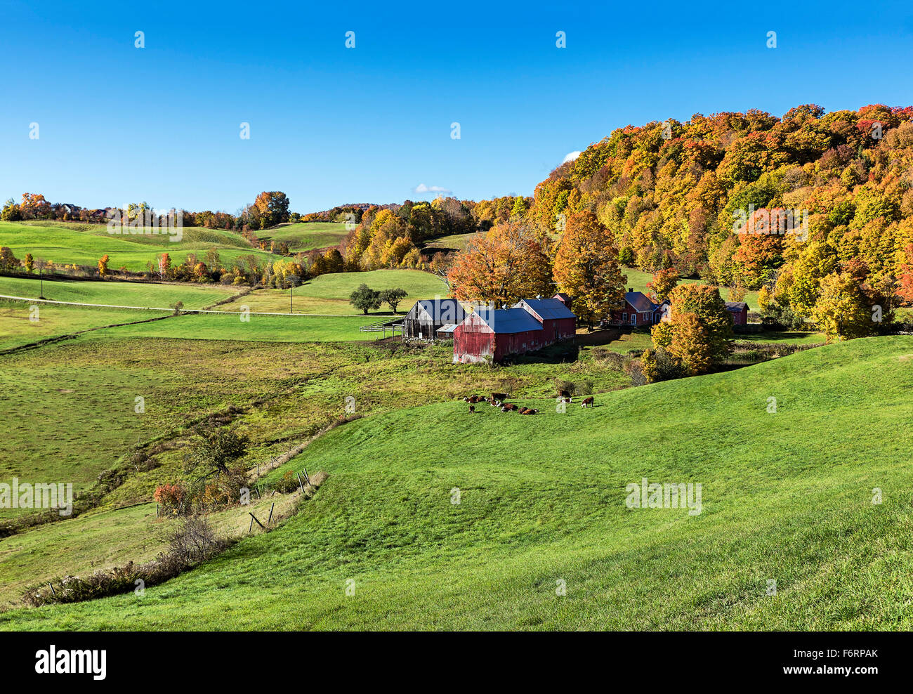 Colorful autumn farm, Reading, Vermont, USA Stock Photo