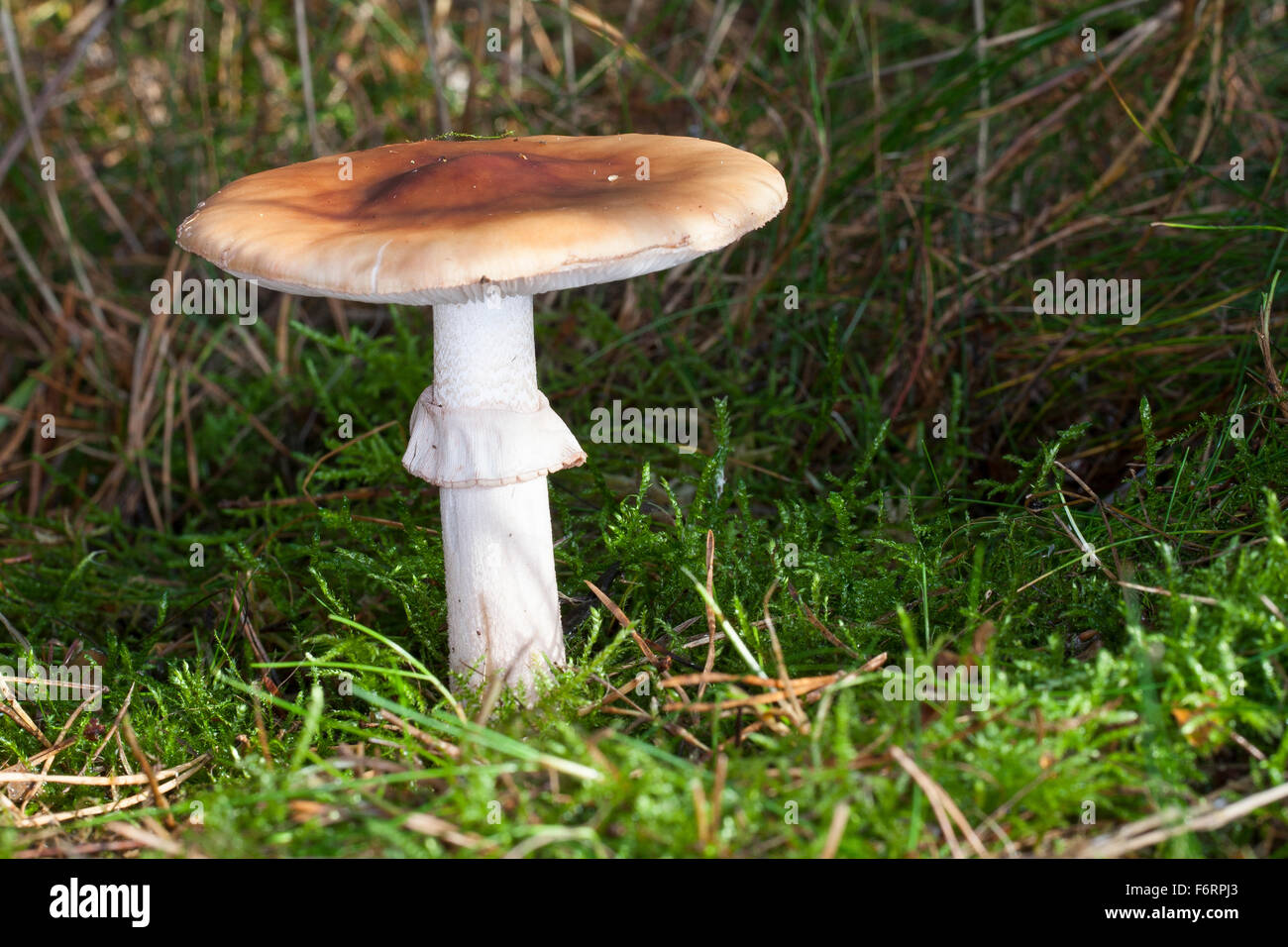 Blusher, blushing mushroom, Perlpilz, Rötender Wulstling, Perlen-Wulstling, Amanita rubescens Stock Photo