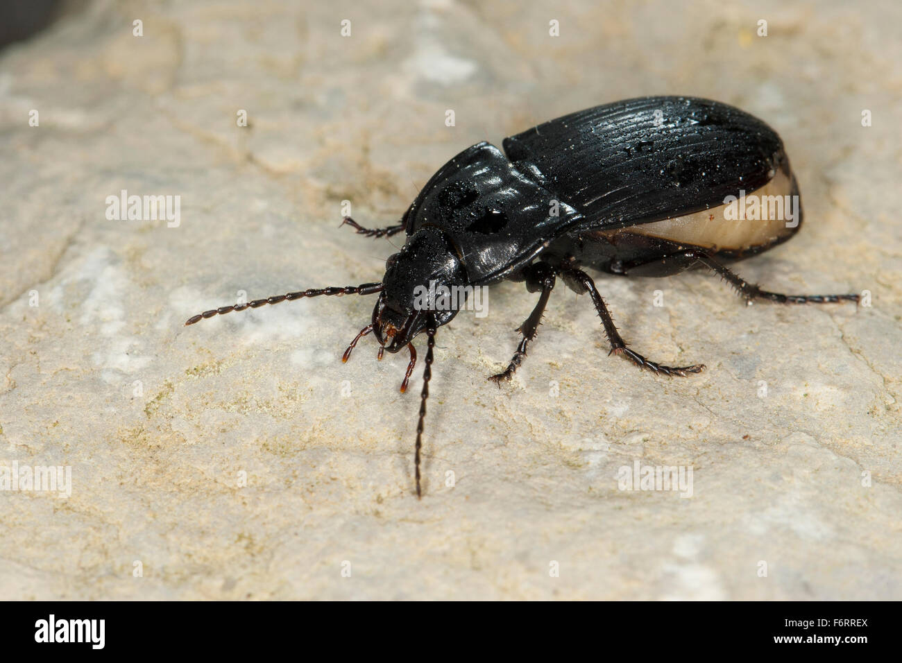 Ground beetle, female, Ovaler Breitkäfer, Ovaler Schulterläufer, Laufkäfer, Weibchen, Abax cf. ovalis Stock Photo