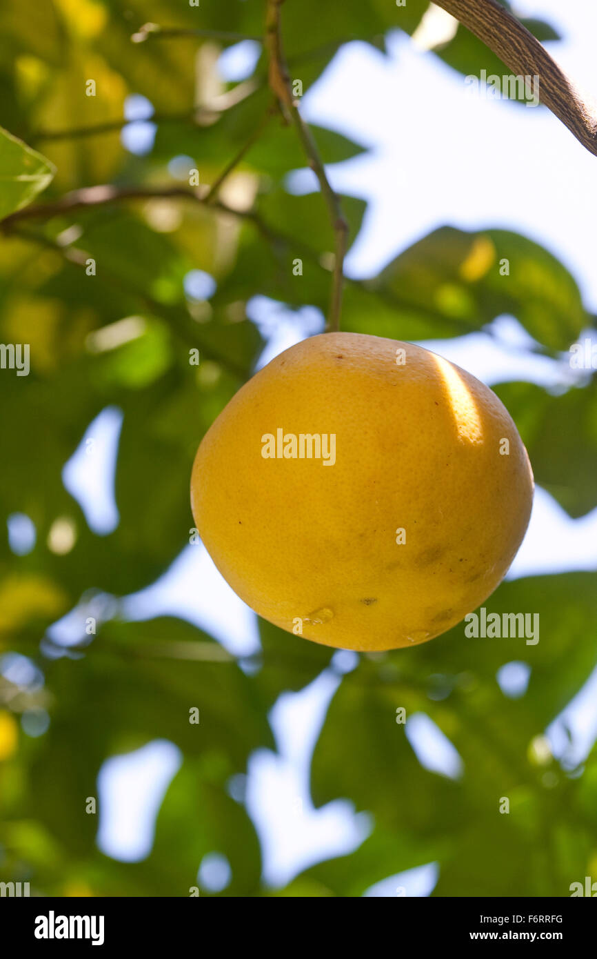 Bitterorange Kreuzung Aus Pampelmuse: This Secret Fruit Will Change Everything! - ko4qjiu