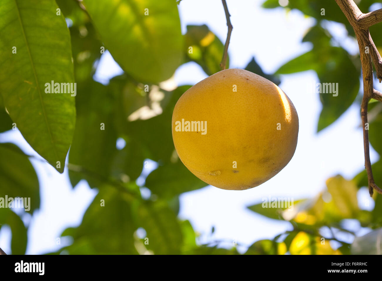 Pomelo, Pummelo, pommelo, pumelo, Shaddock, fruit, Pampelmuse, Frucht, Riesenorange, Adamsapfel, Grapefruit, Citrus maxima Stock Photo