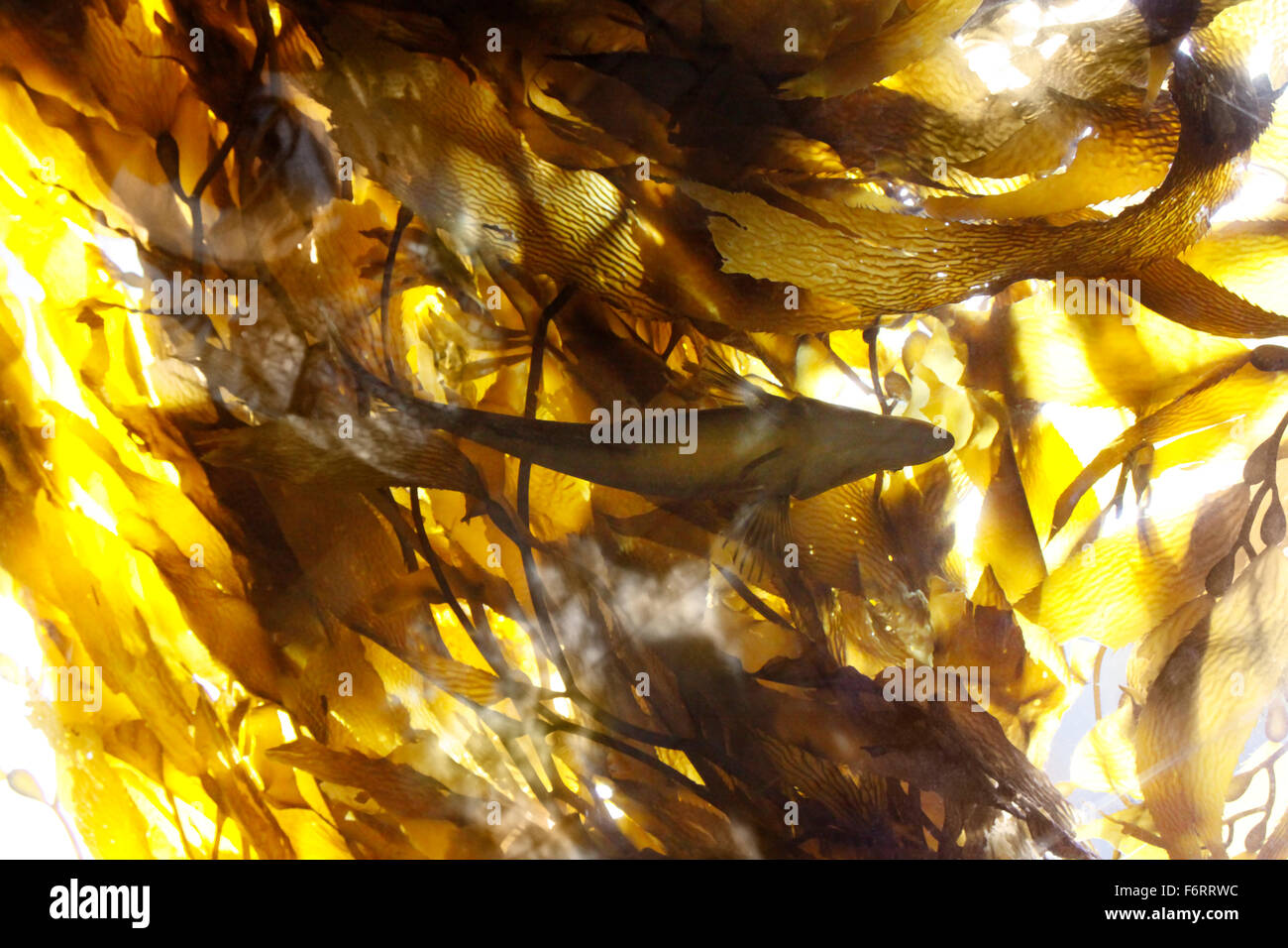 Fish swimming through a kelp forest Stock Photo