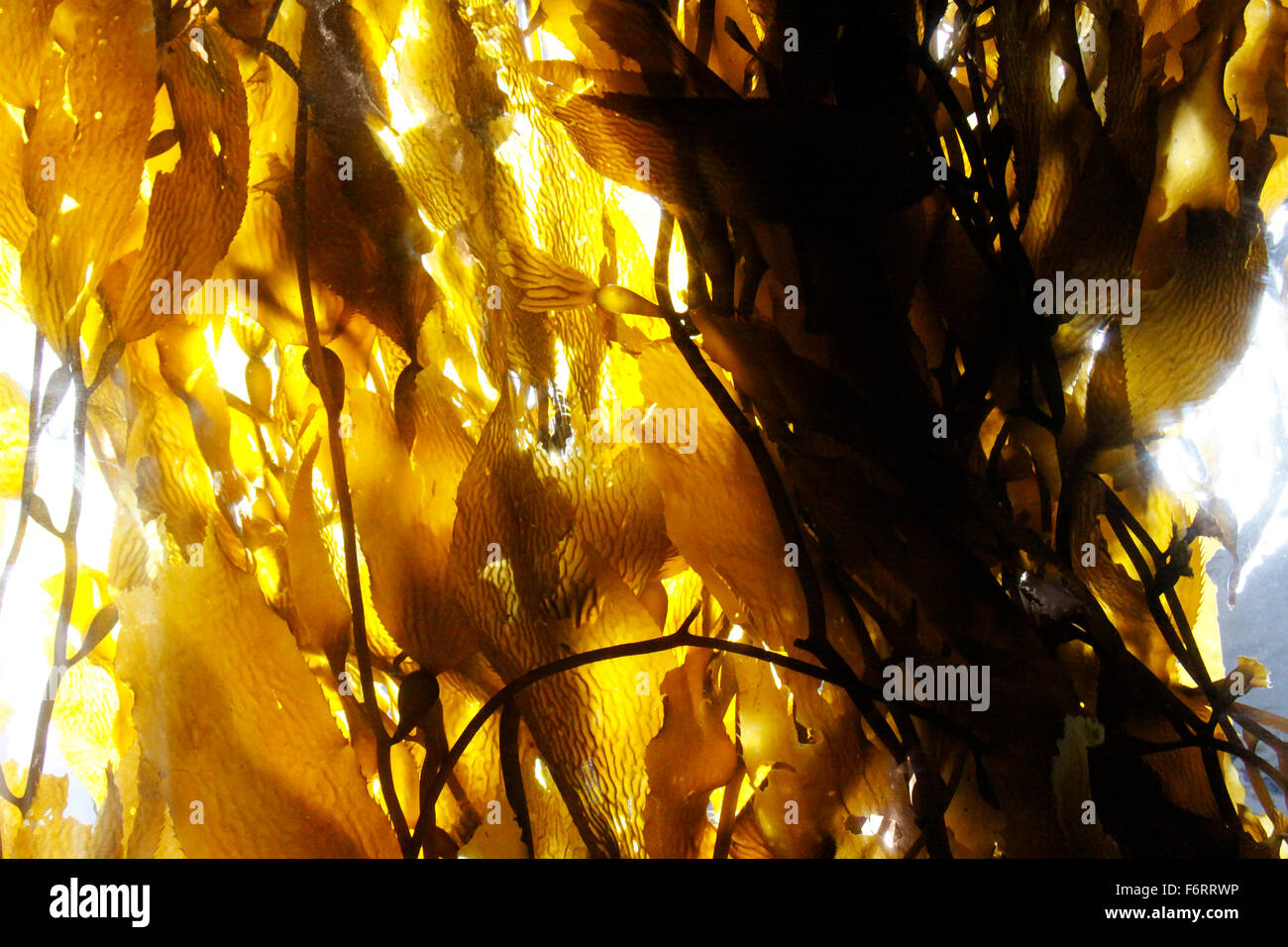 Light shinning through a kelp forest Stock Photo