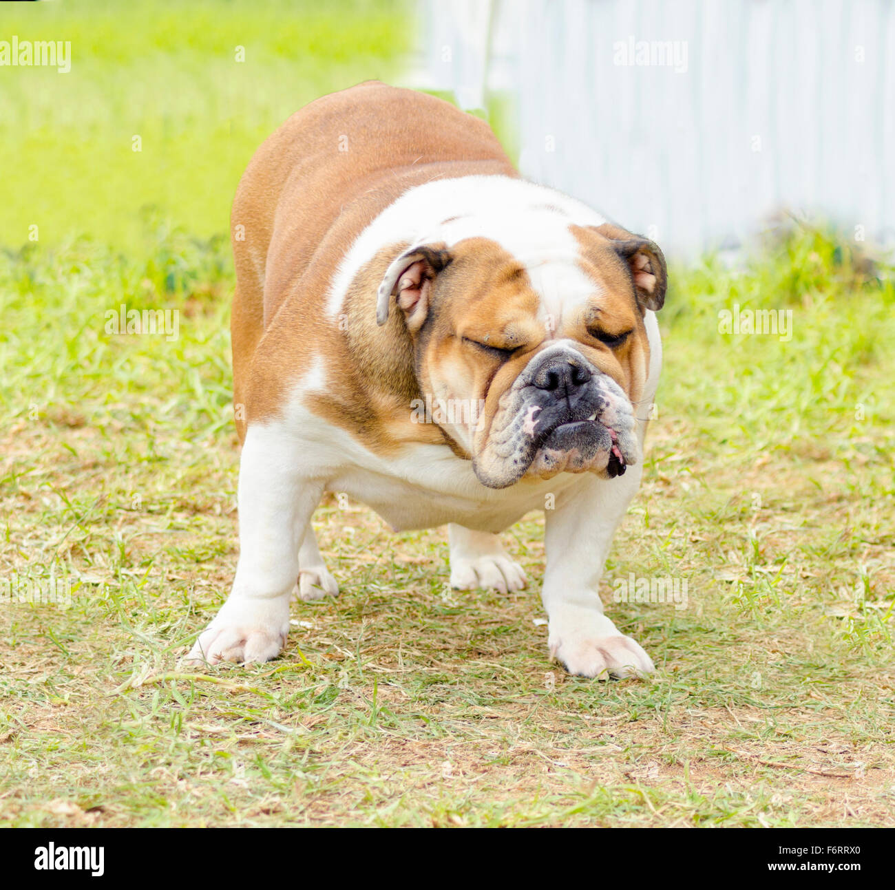 A small, young, beautiful, brown and white English Bulldog standing on the lawn whilehaving its eyes closed and looking playful Stock Photo