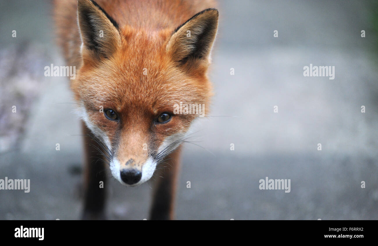 WILD URBAN FOX RE WILDLIFE ANIMAL GARDEN TOWN CITY PESTS GROWLING BARKING SCRATCHING FLEAS FEEDING FOOD SCAVENGING CLOSE UP UK Stock Photo