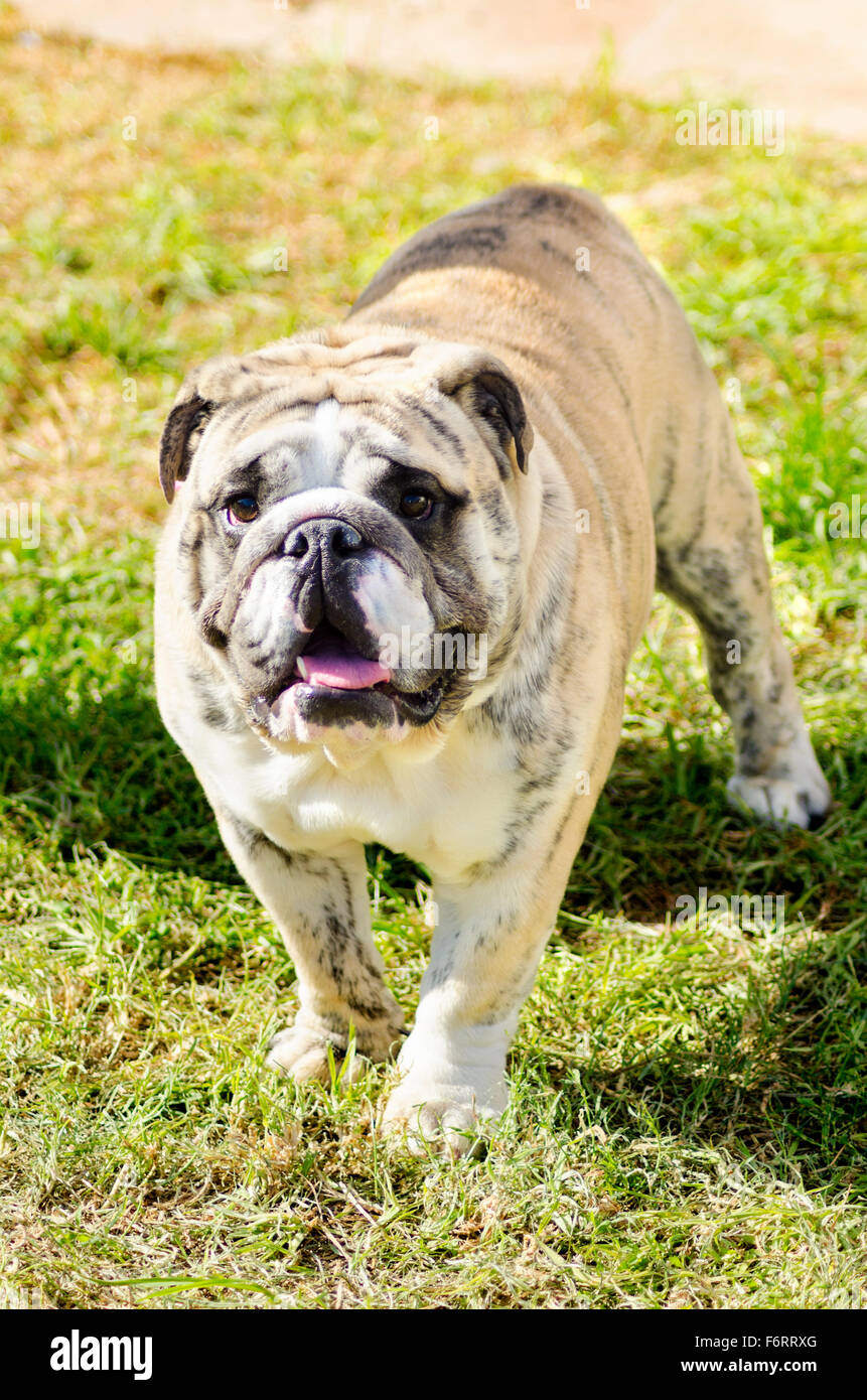 A small, young, beautiful, fawn brindle and white English Bulldog standing on the grass while sticking its tongue out and lookin Stock Photo