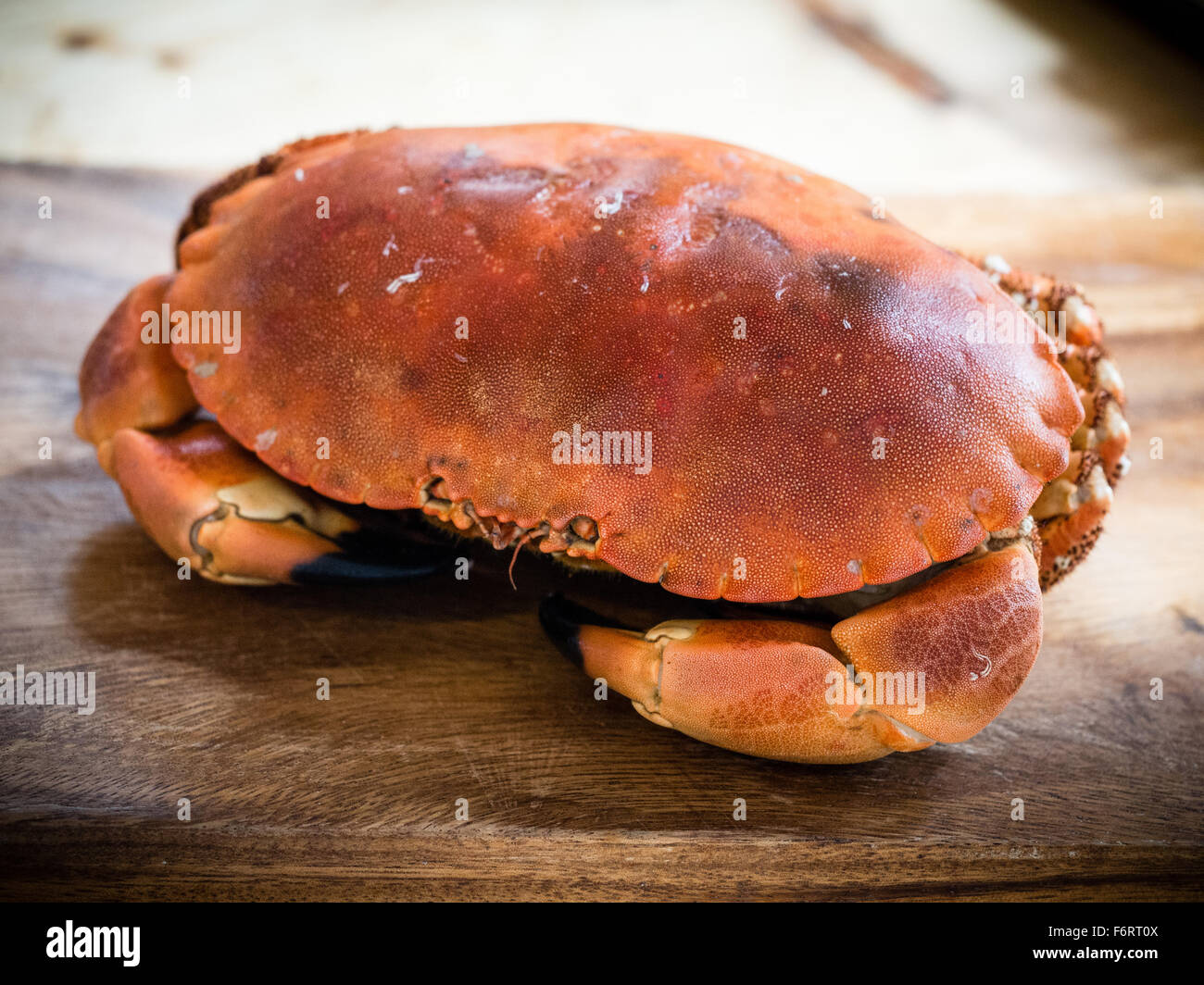 Whole cooked hen crab in kitchen setting Stock Photo Alamy