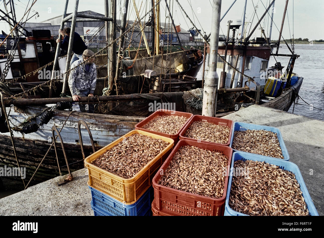 Shrimp boats and catch. King's Lynn. Norfolk. England. UK. Europe Stock Photo