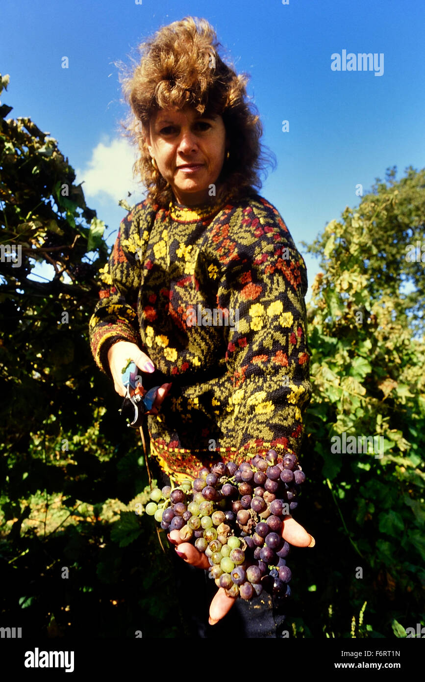 Grape picker. Carr Taylors vineyards. Westfield. East Sussex. England. UK. Europe Stock Photo