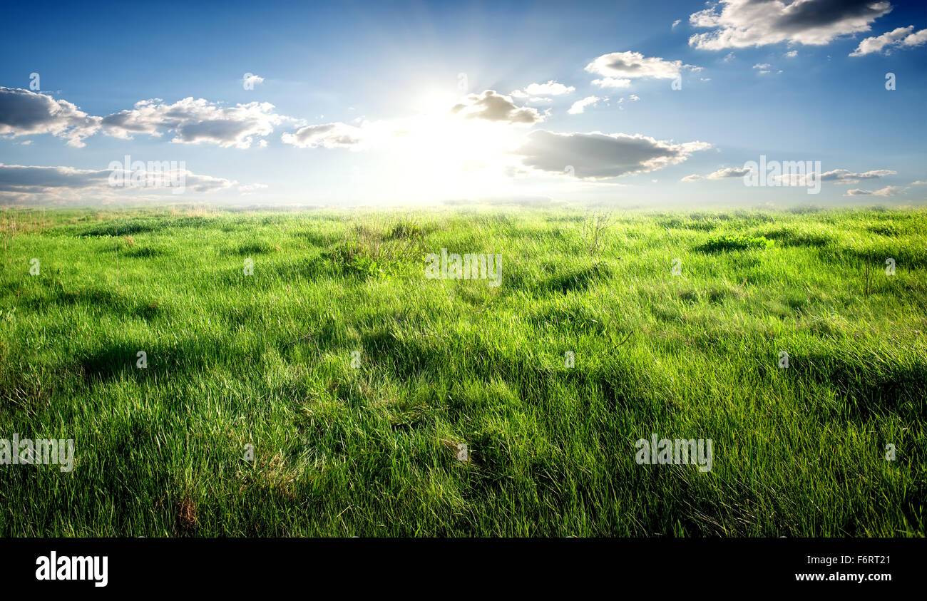 Field of green grass and sunny sky Stock Photo - Alamy