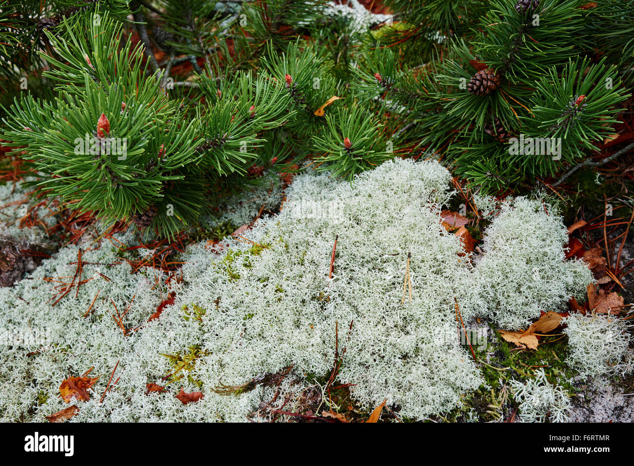 Moss or reindeer moss in the forest Stock Photo