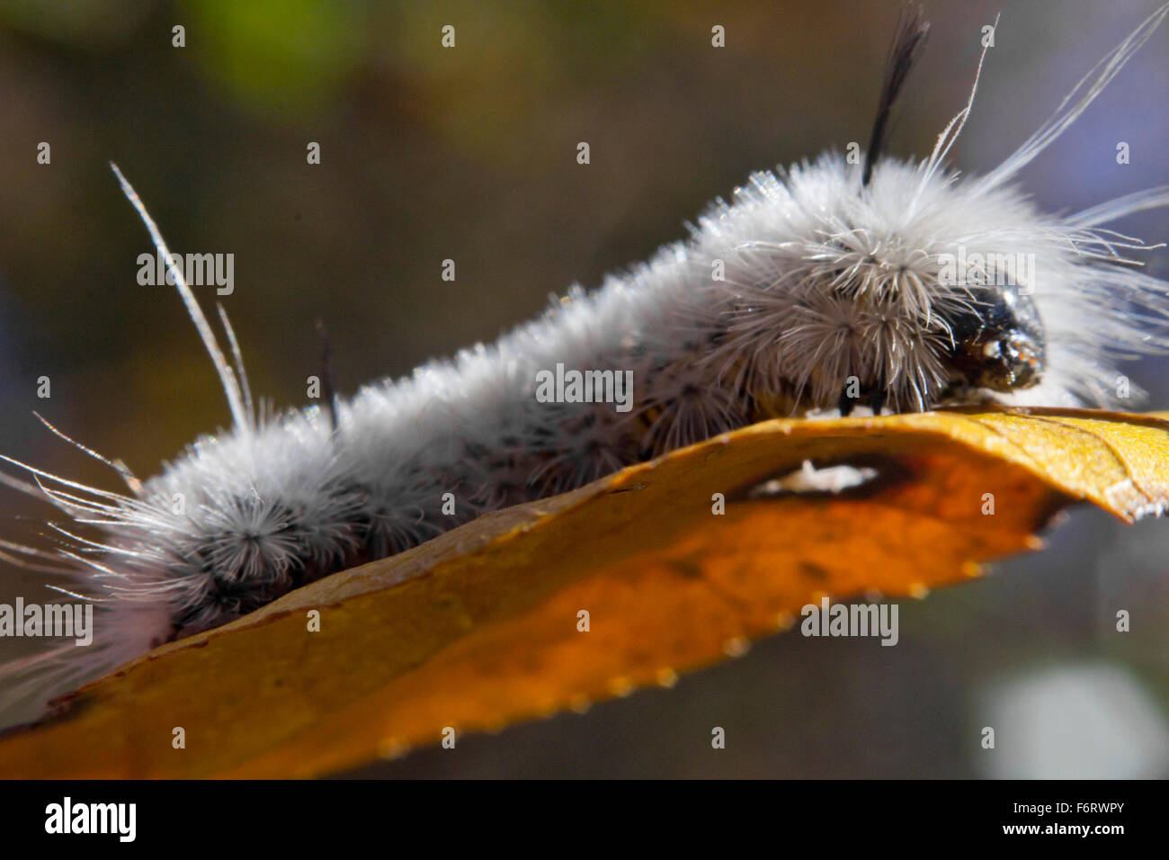 Poisonous white Hickory Tussock Moth Caterpillar on orange fall leaf