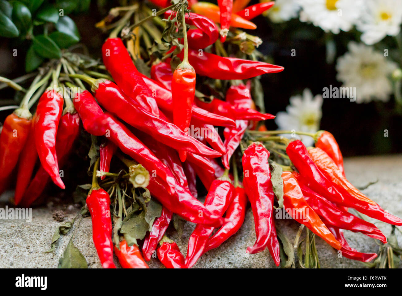 Organic chili pepper plants growing red hot peppers Stock Photo - Alamy