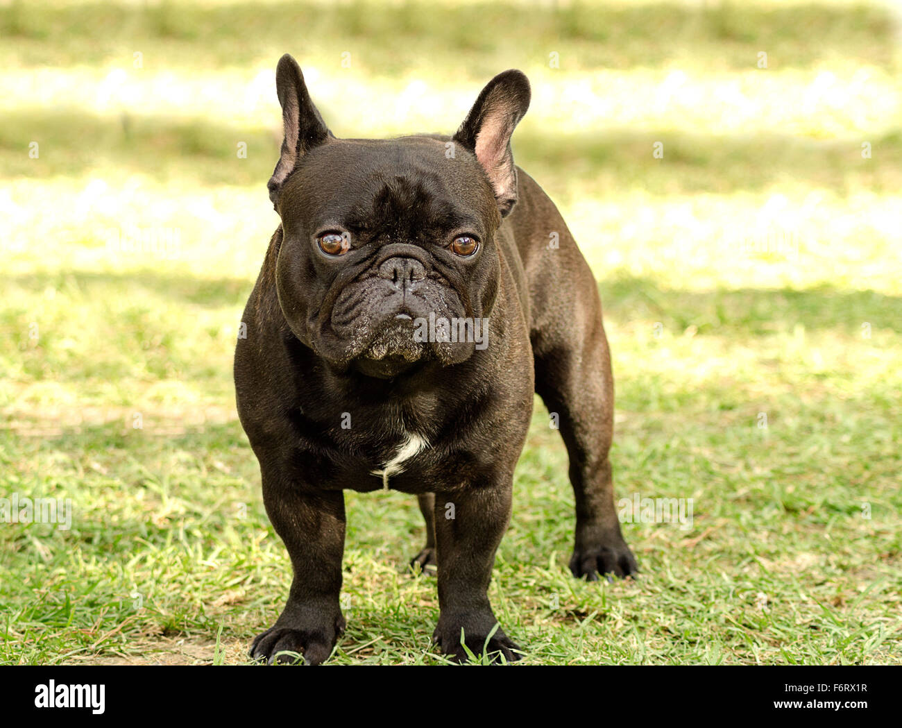 A small,young,beautiful,black French Bulldog standing on the lawn ...