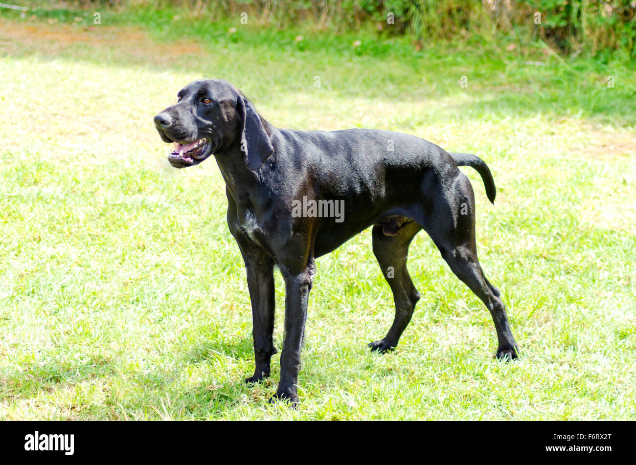 A Young Beautiful Black German Shorthaired Pointer Dog Standing