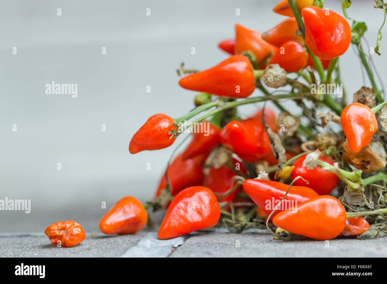 Organic chili pepper plants growing red hot peppers Stock Photo - Alamy