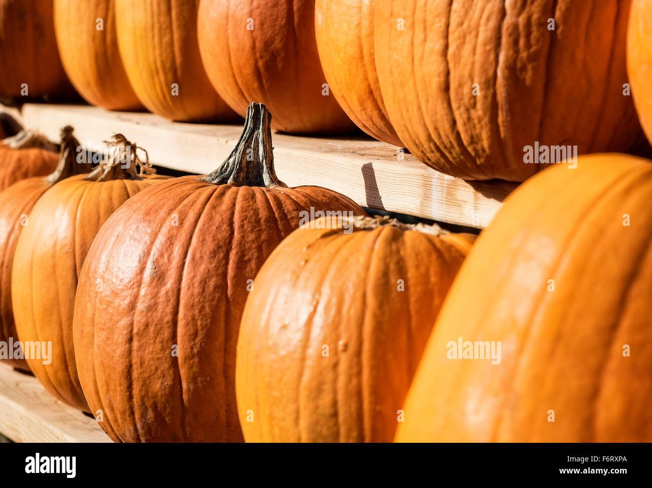 Pumkins on display at a farmers market. Stock Photo