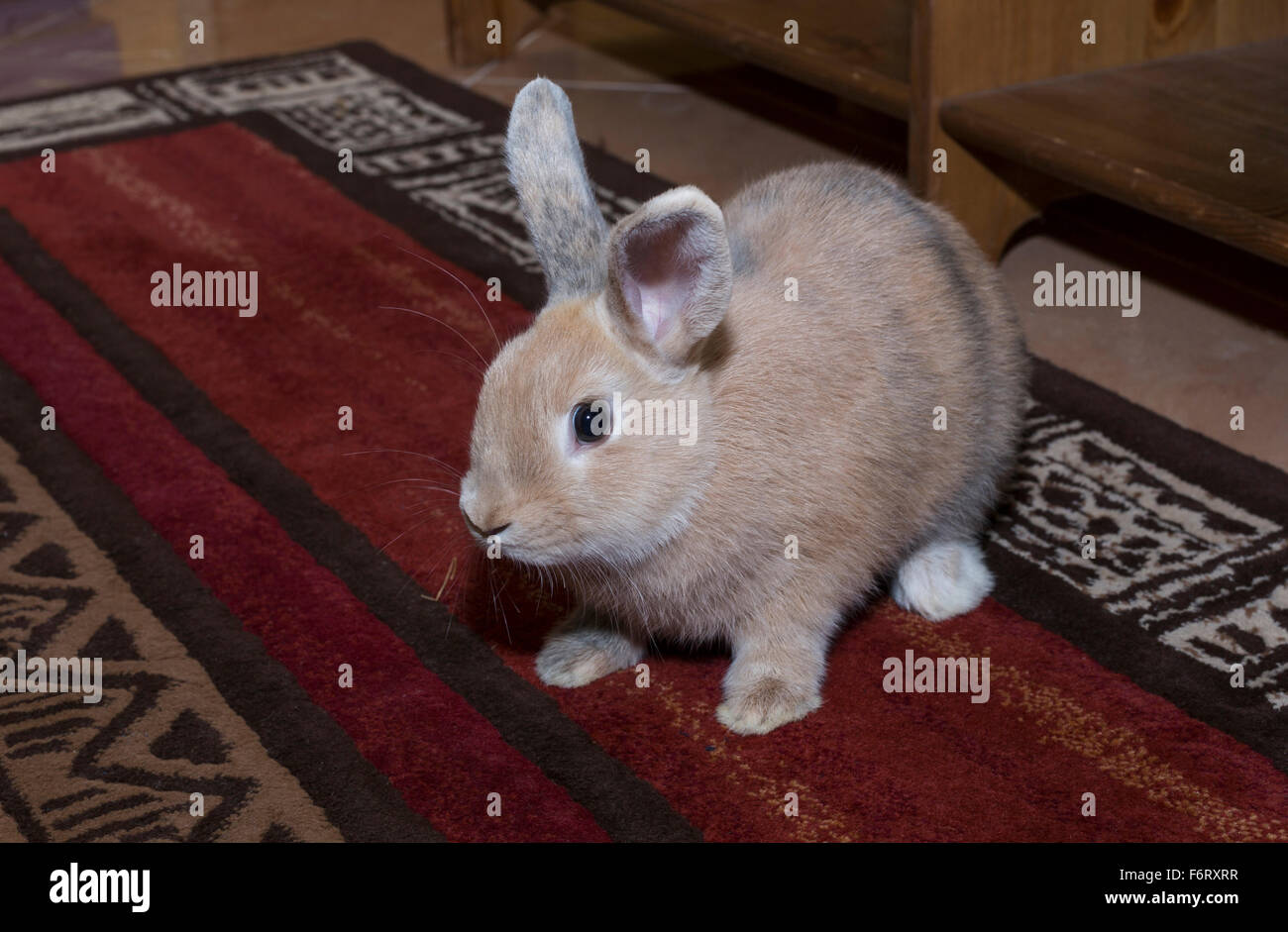 Gold rabbit on a colorful carpet. Domestic cute pet for children Stock