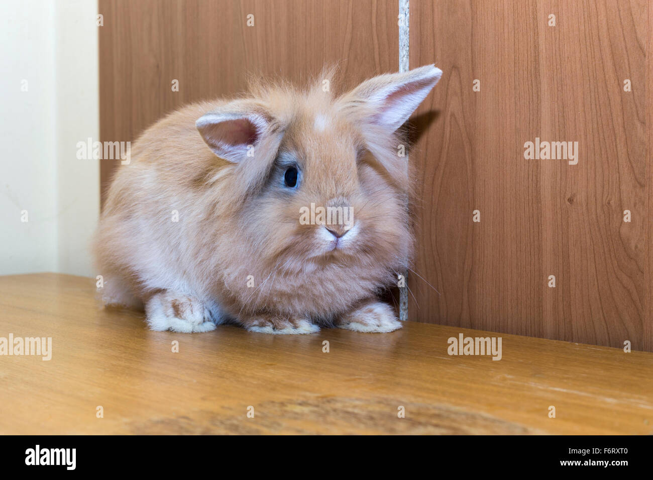 Golden rabbit turning to look at the empty space. Stock Photo