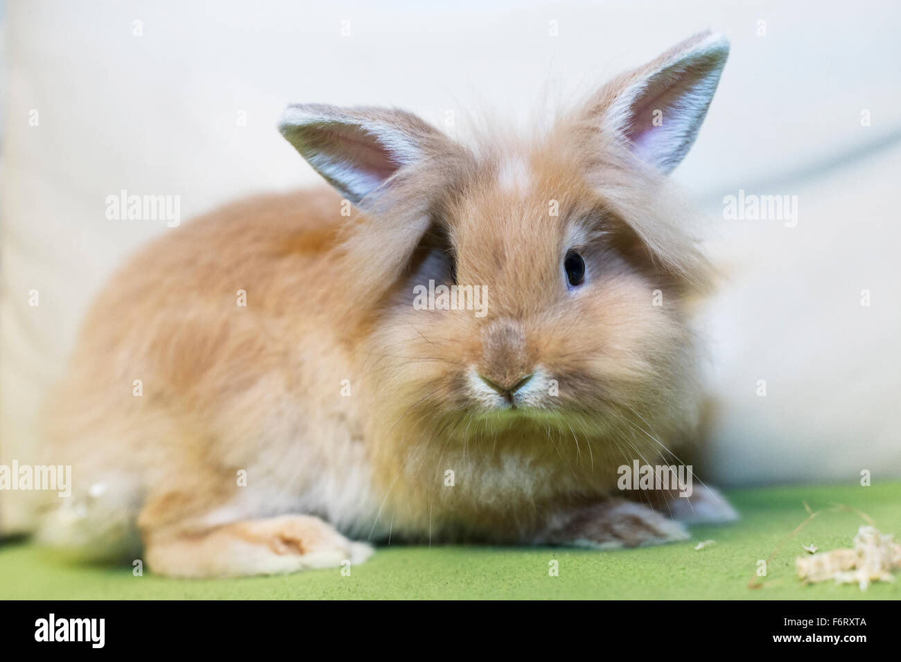 Golden rabbit sitting on a home white sofa turning to look at the empty ...