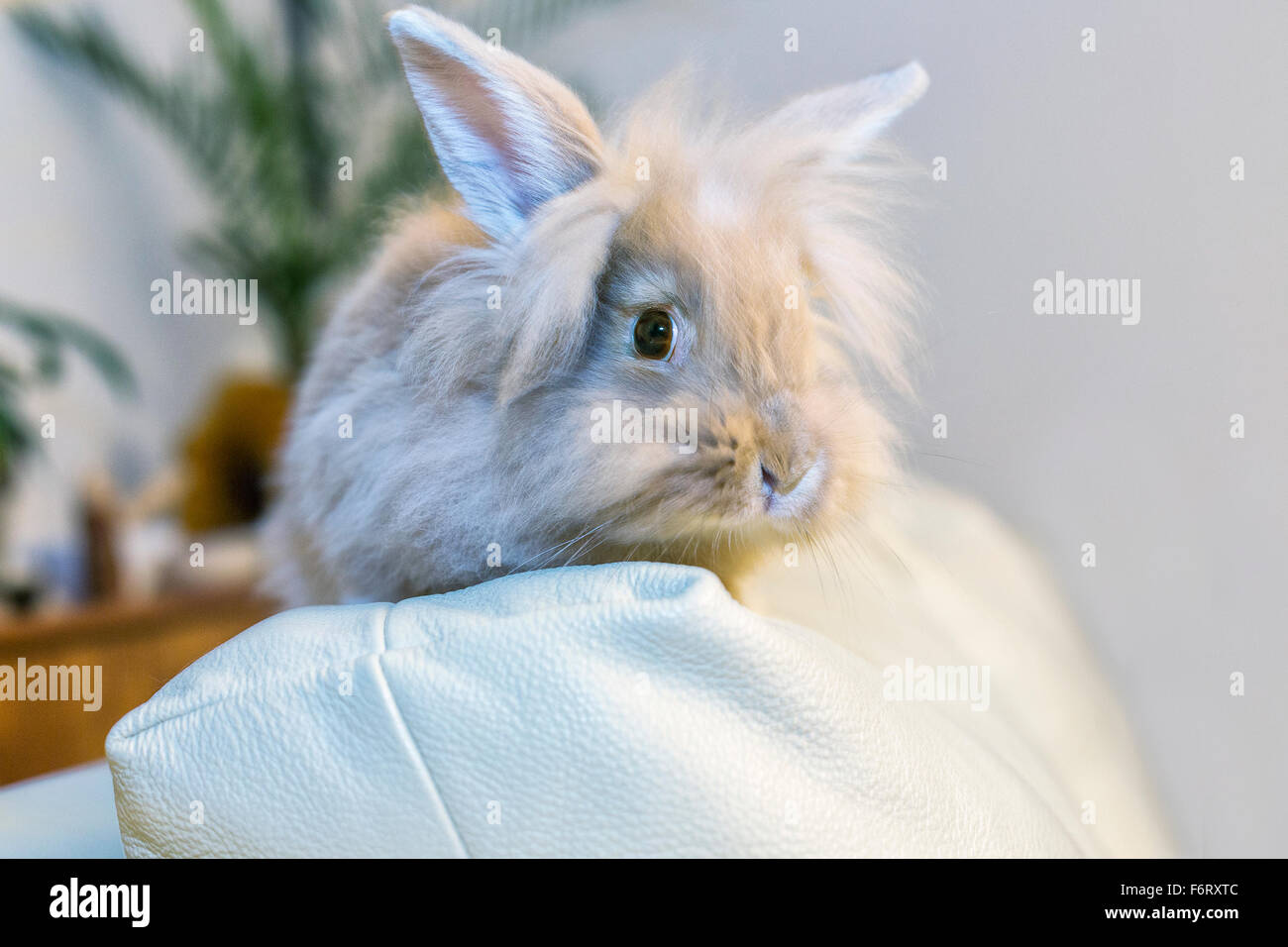 Golden rabbit sitting on a home white sofa turning to look at the empty