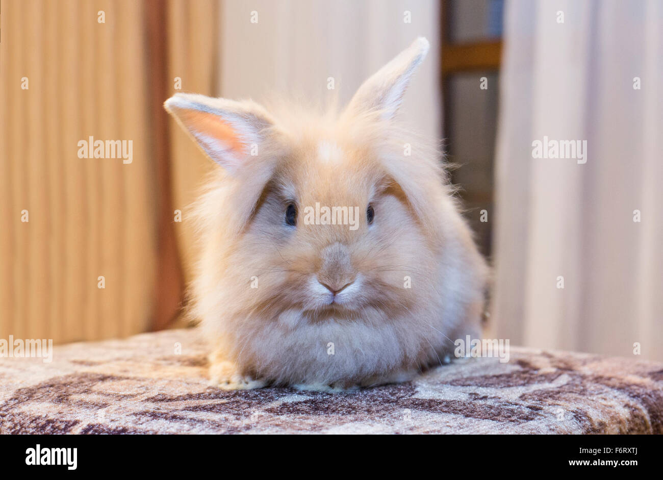 Golden rabbit sitting on a home white sofa turning to look at the empty space. Stock Photo