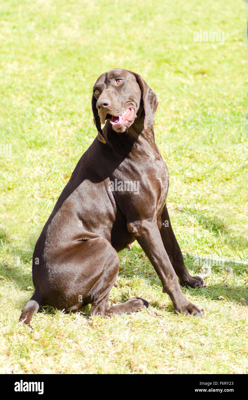 A young, beautiful, liver, brown German Shorthaired Pointer dog sitting on the grass The German Short-haired Pointing Dog has lo Stock Photo