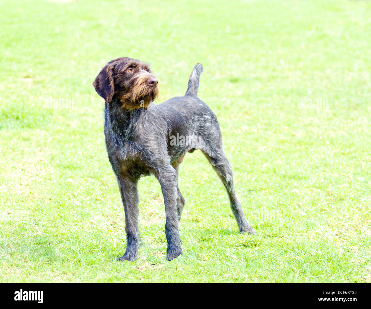German Shorthaired Pointer Liver Ticked