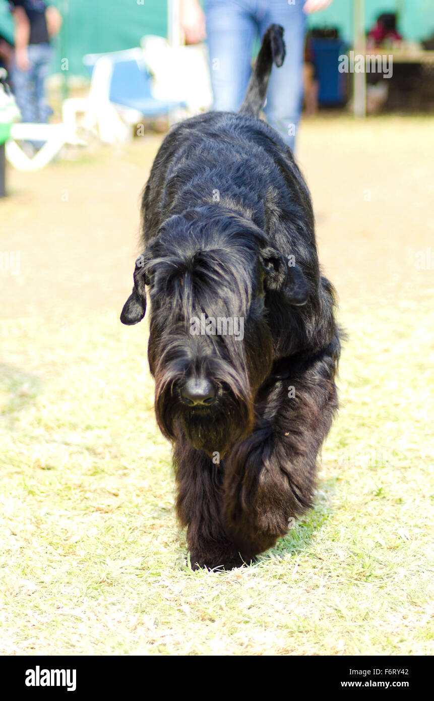 A young, beautiful, black Giant Schnauzer with uncropped ears and undocked tail walking on the grass. The Munich schnauzer is th Stock Photo